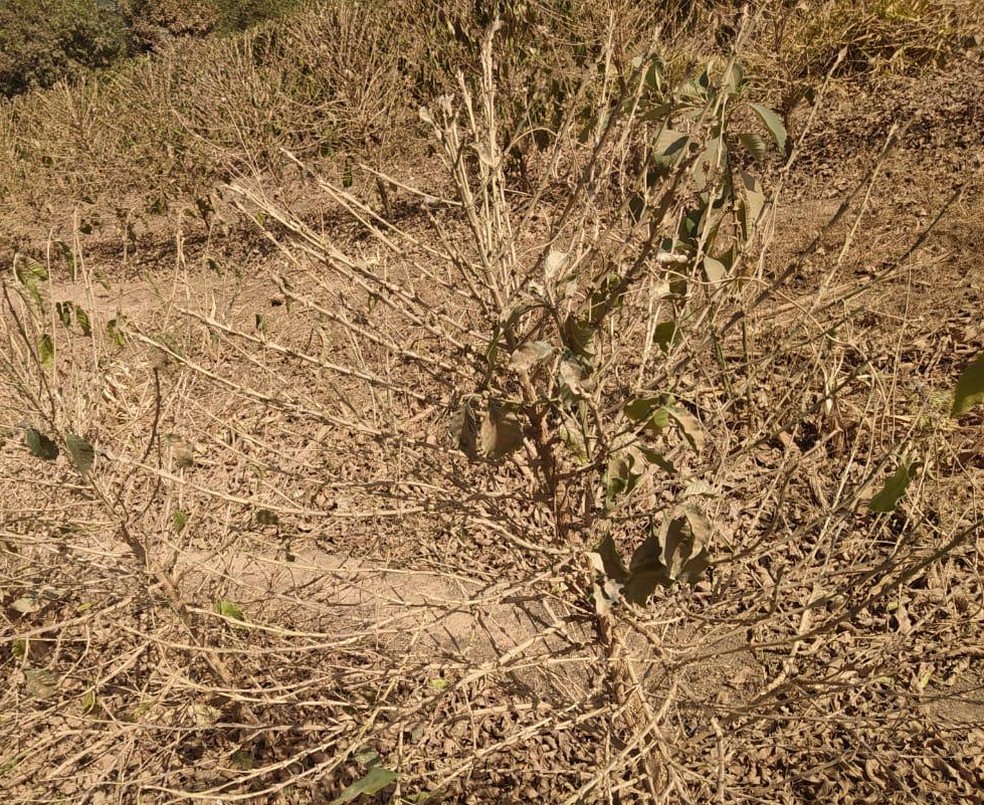 Coffee crops damaged by drought in Bom Jesus — Foto: Alexandre Maroti/Arquivo pessoal