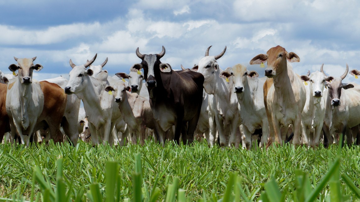 Brazil seeks EU transition period on antimicrobials