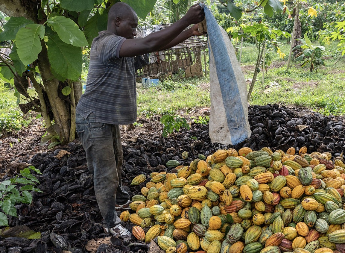 Brazil suspends cocoa imports from Côte d’Ivoire