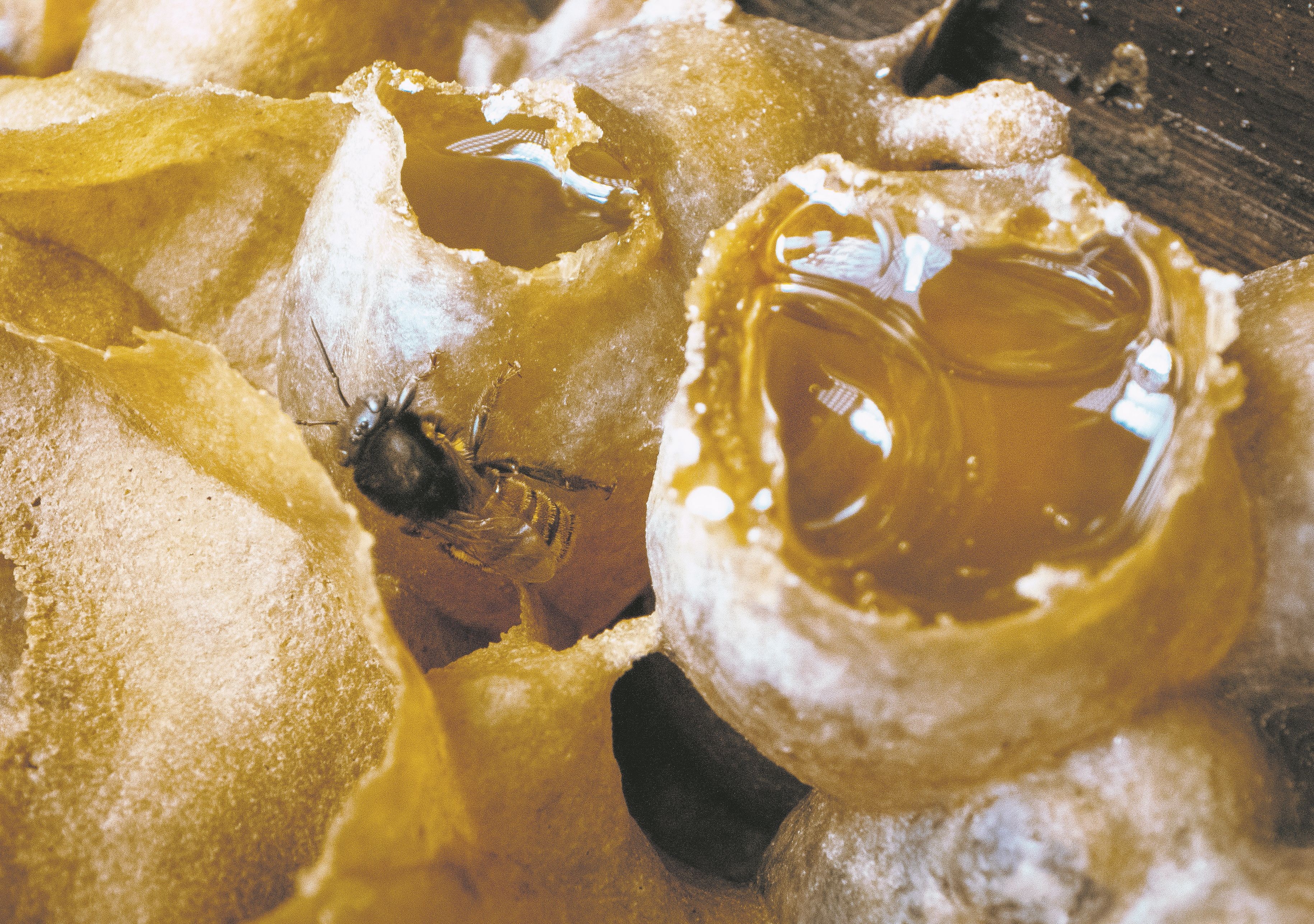 A new buzz around Brazil’s stingless bee honey