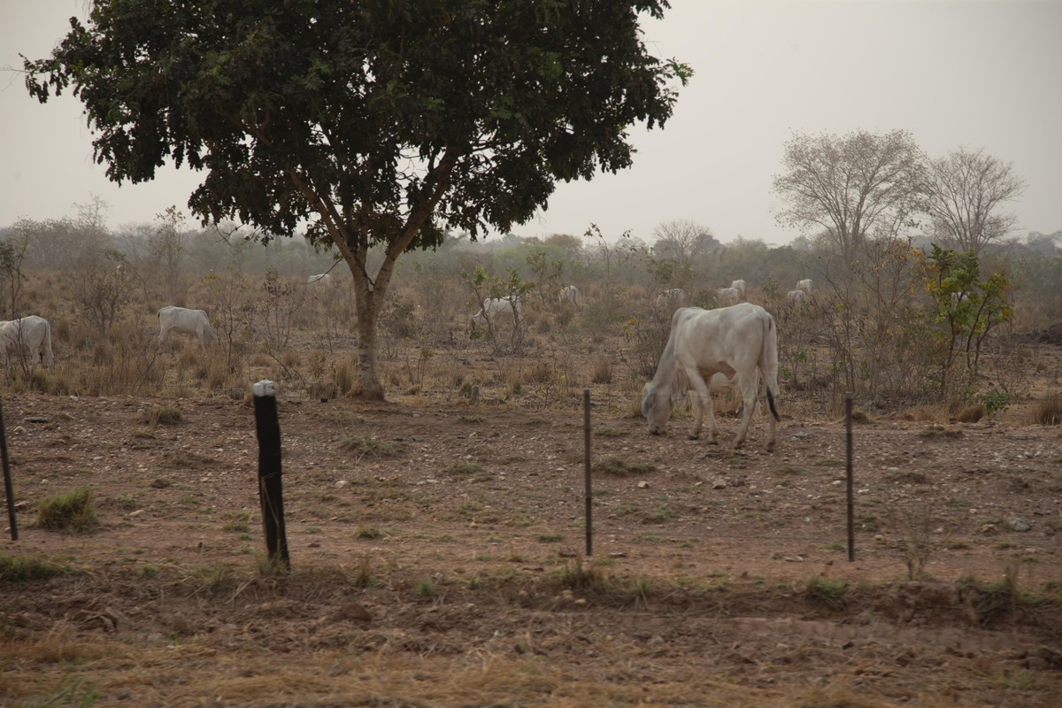 New Ecoinvest round seeks .5bn for land restoration | Agribusiness