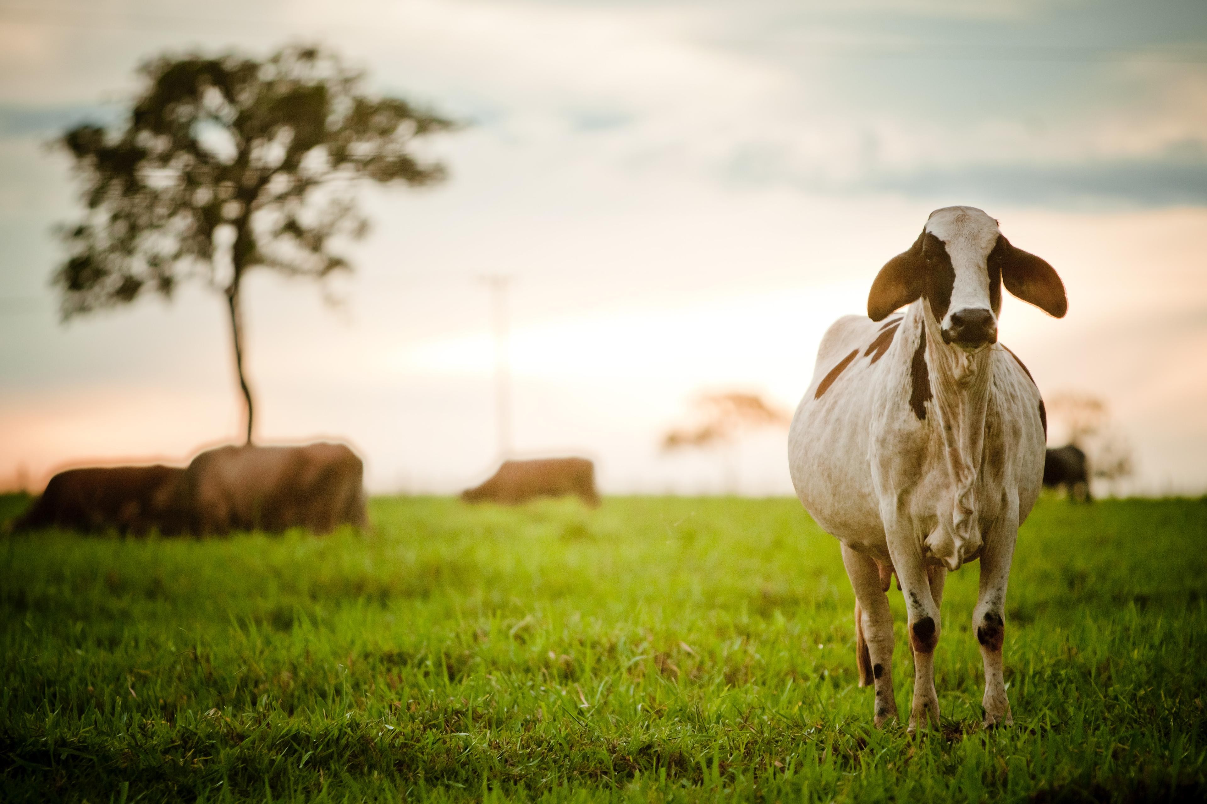 U.S. links Brazil’s China beef gains to forced-labor concerns