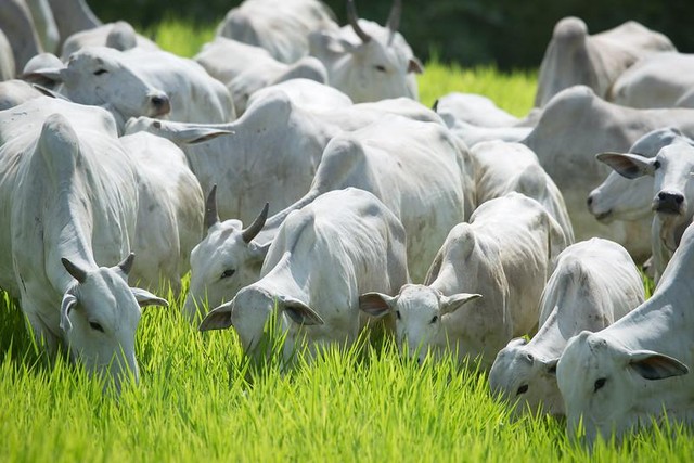 Meat industry prepares program to meet EU anti-deforestation law