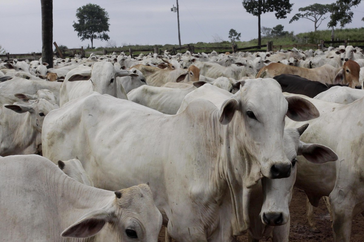 Mexican market reopens to Brazilian beef after 12 years