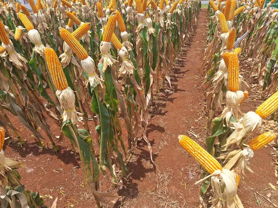 Middle East war may hit Brazil corn, poultry, sugar exports