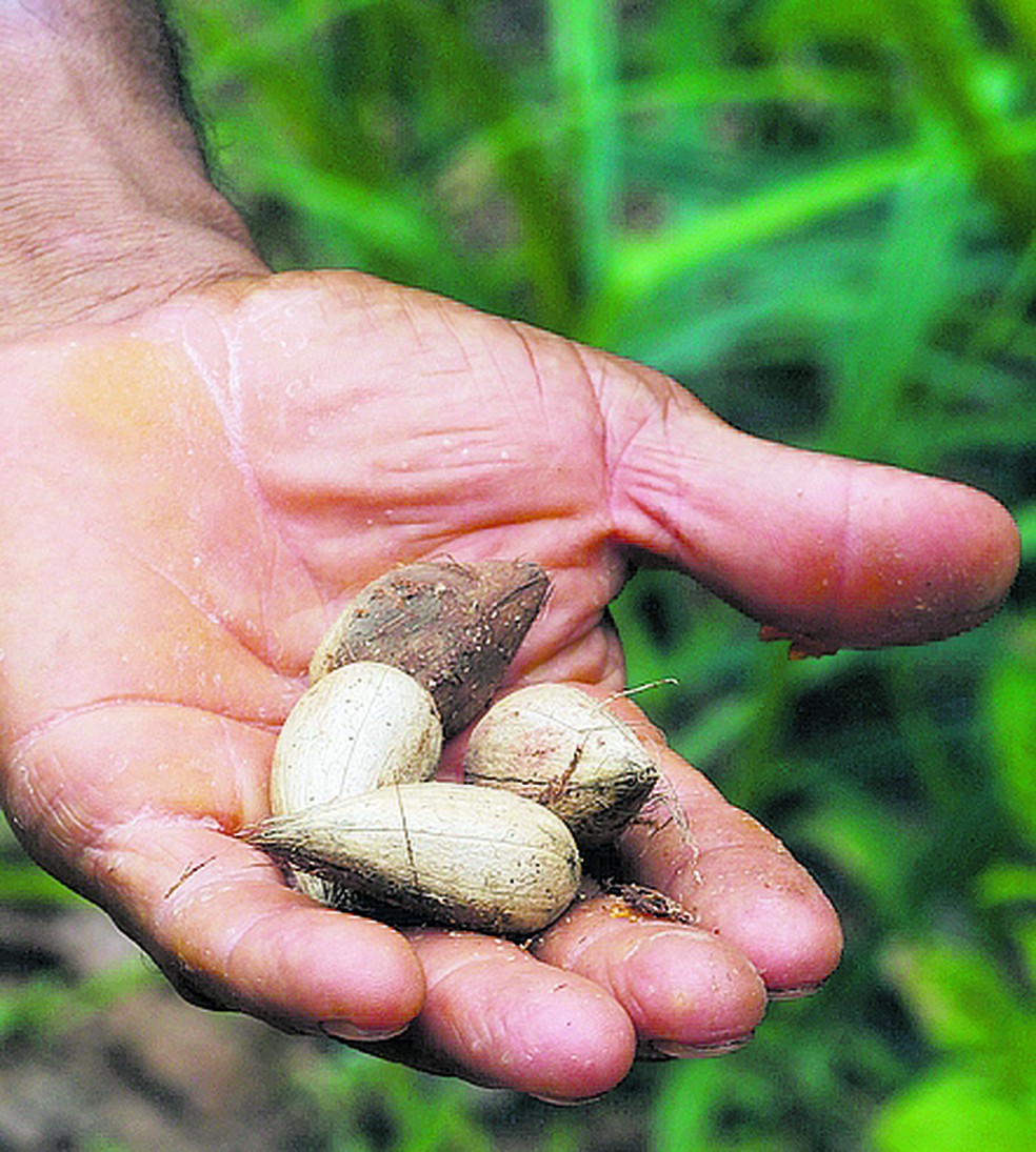 Drop-shaped murumuru seeds can be turned into a butter highly prized for cosmetics — Foto: Oswaldo do Forte/Valor