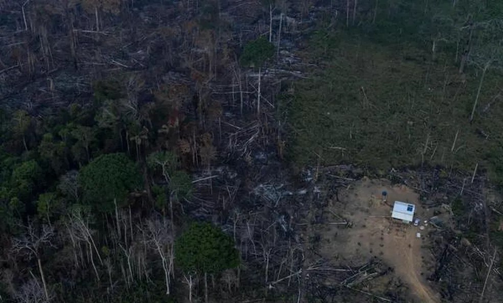Fines for deforestation in the Amazon are rarely paid, survey shows