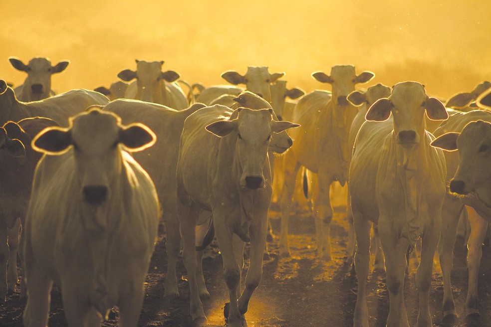 Meatpackers still lag in monitoring cattle supply in the Amazon