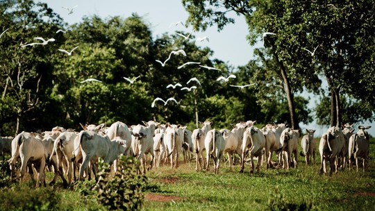 Meatpackers join Cerrado Protocol
