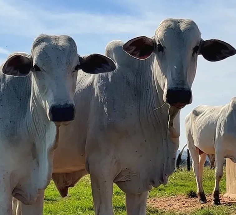 ‘China cattle’ seen weathering Beijing’s beef safeguards