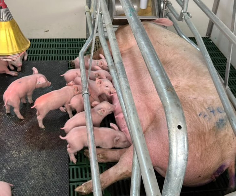 Startup develops AI to prevent newborn piglet deaths - Valor International