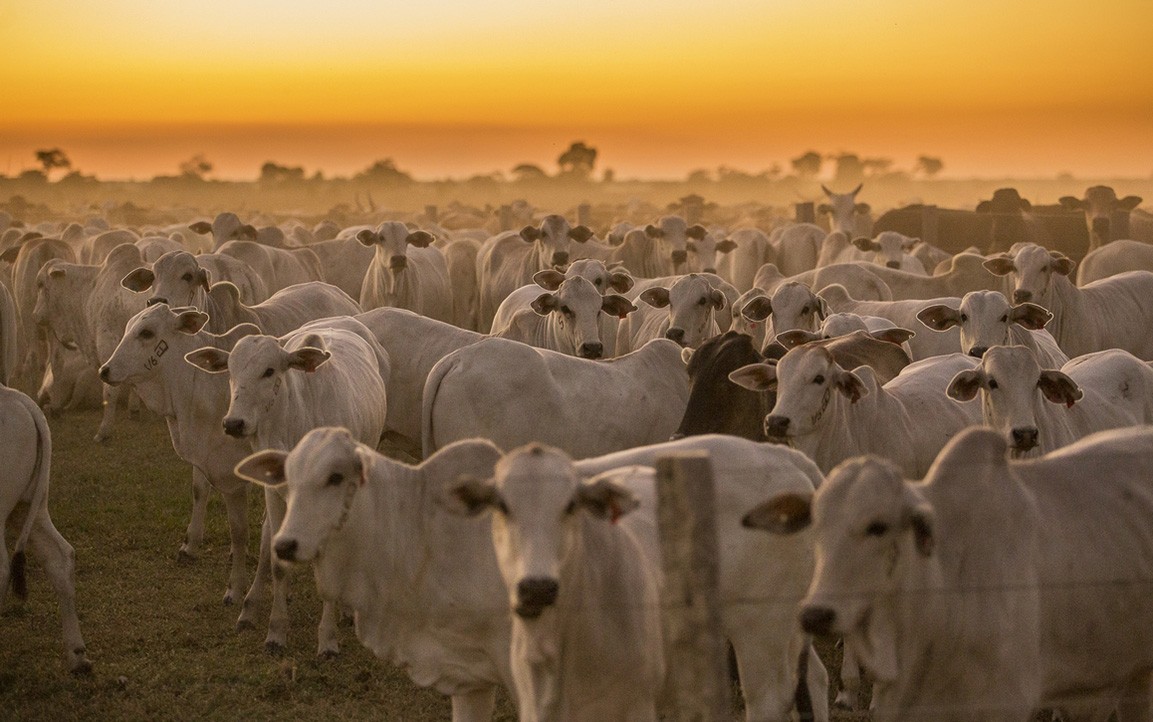Extreme heat threatens global food production, FAO says