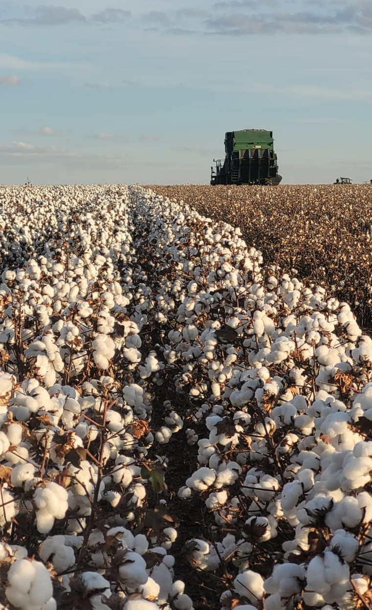 Cotton harvest in Brazil expected to decline by 10%