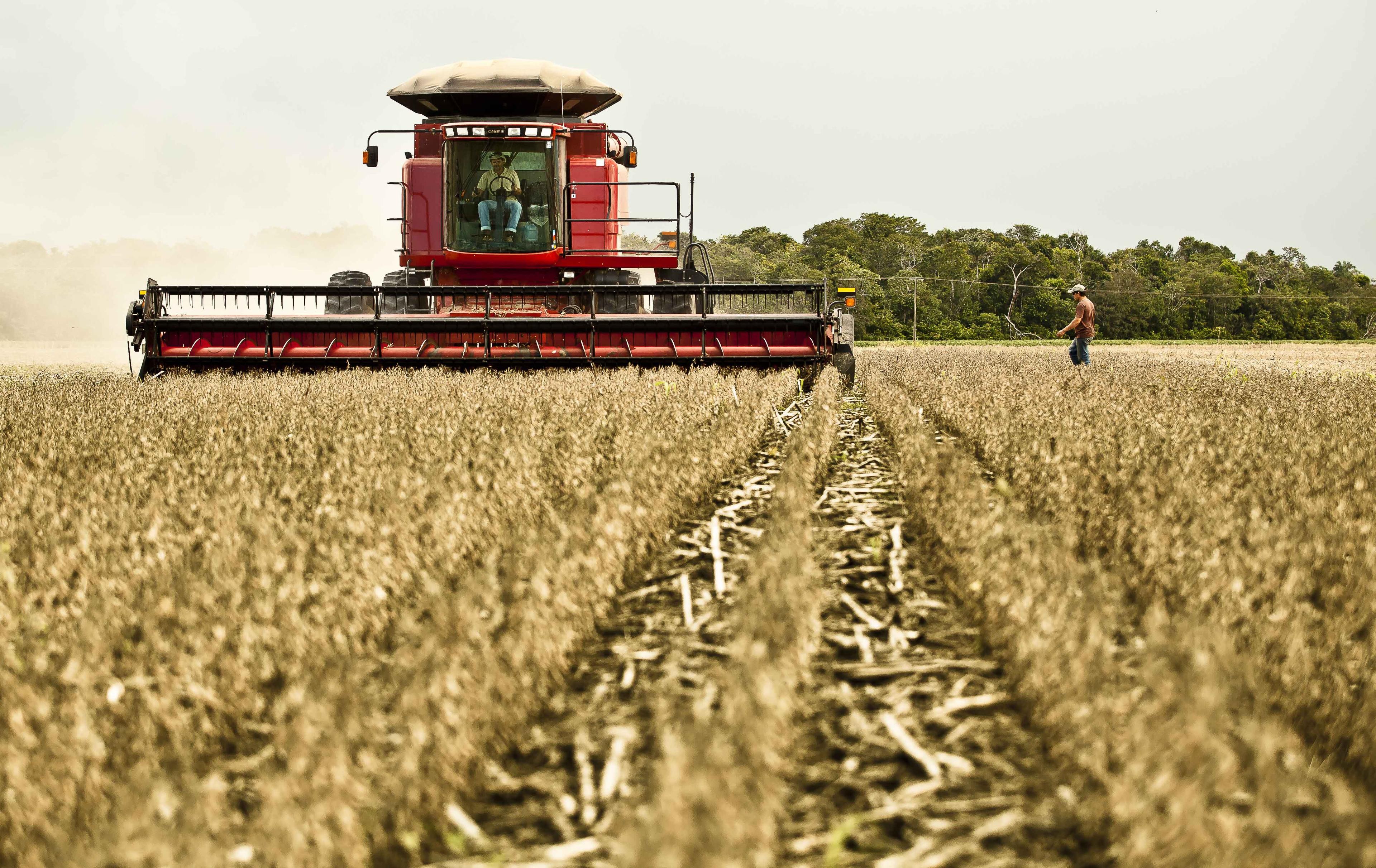 Seed market concentration squeezes soybean multipliers