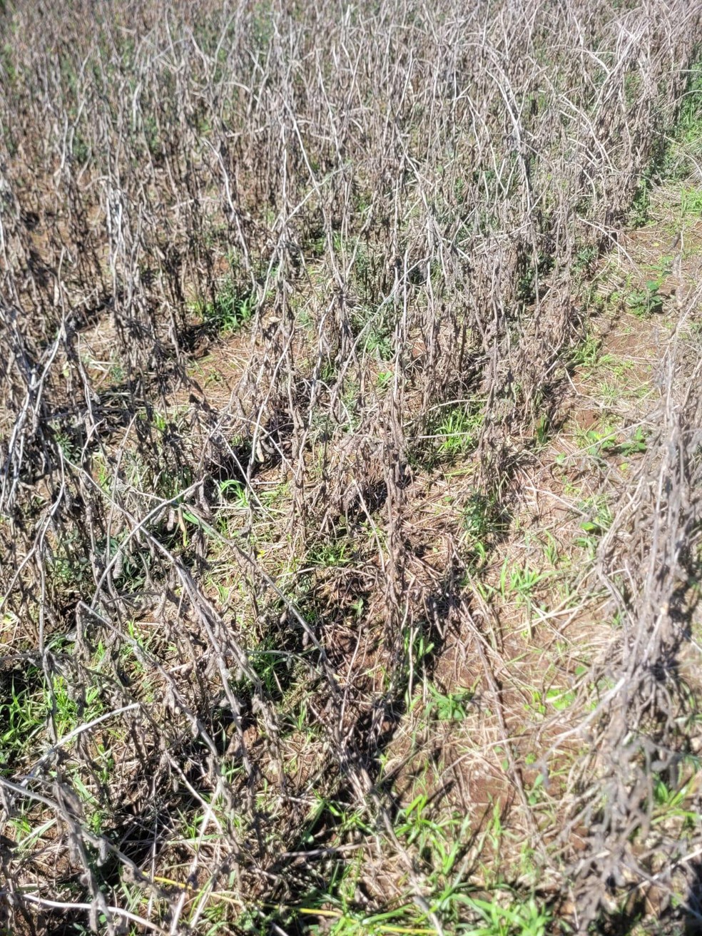 Soybean crop affected by rains in Soledade, Rio Grande do Sul — Foto: Daniel Calegari/Arquivo Pessoal