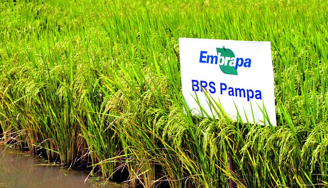 Rice is more sustainable and productivity doubles in Brazil’s South