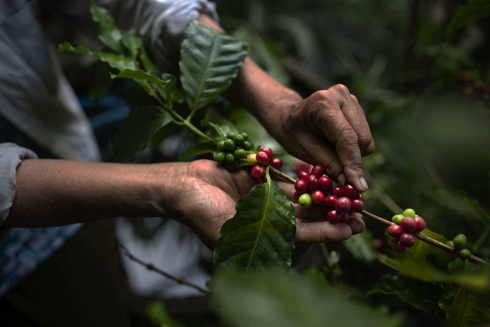 Revenue from shipments in the crop year ending in June also set a record, reaching $9.8 billion, an increase of 20.7% — Foto: Divulgação