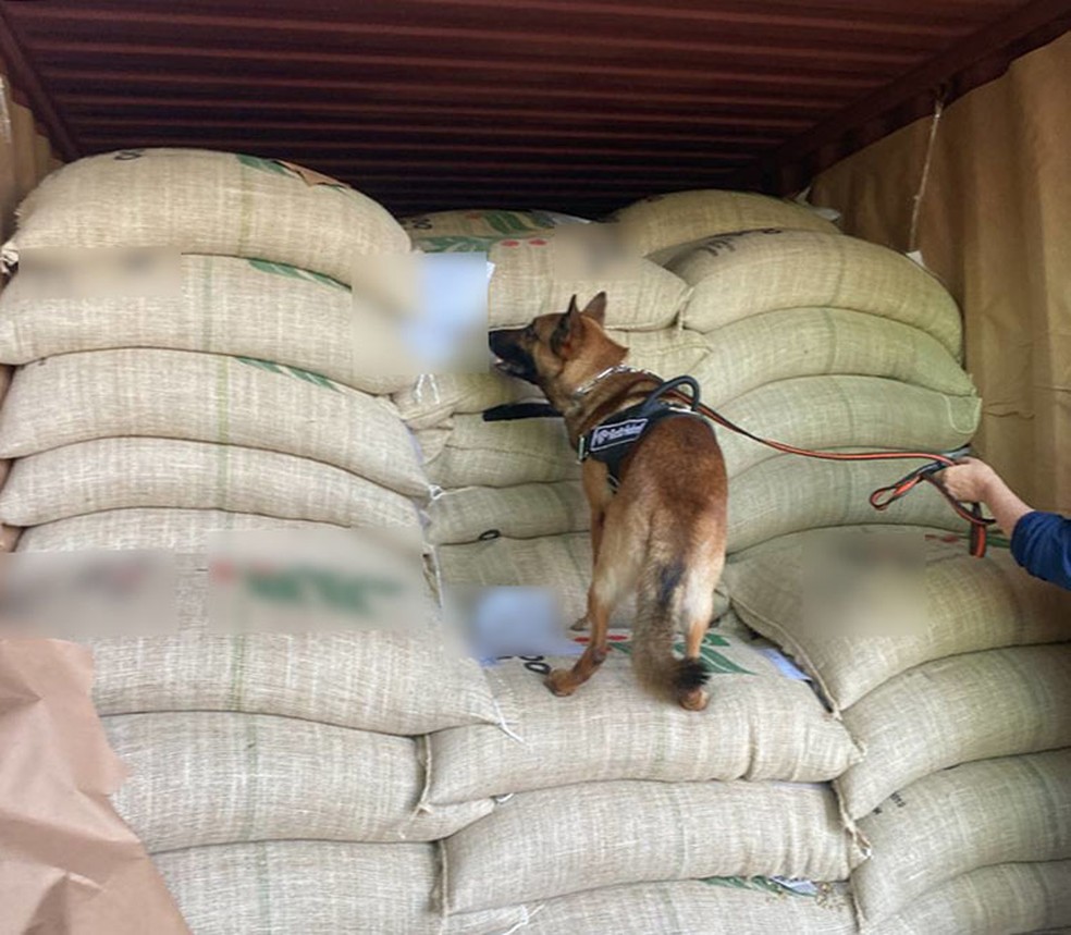 Dogs were used to detect drugs in cargo from Santos to Antwerp — Foto: Divulgação