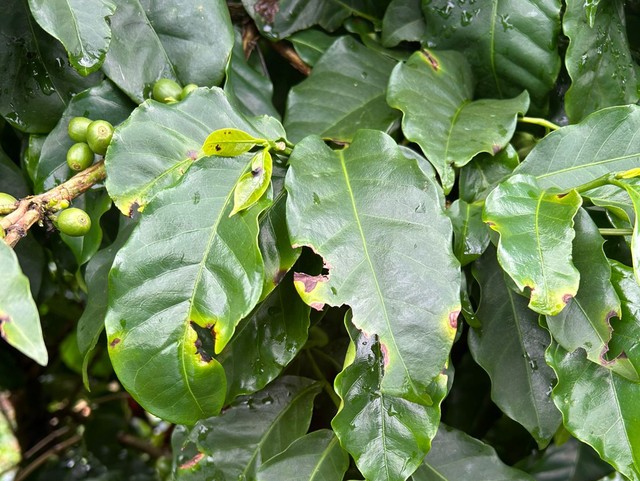 Excess rains spur coffee diseases in Minas Gerais