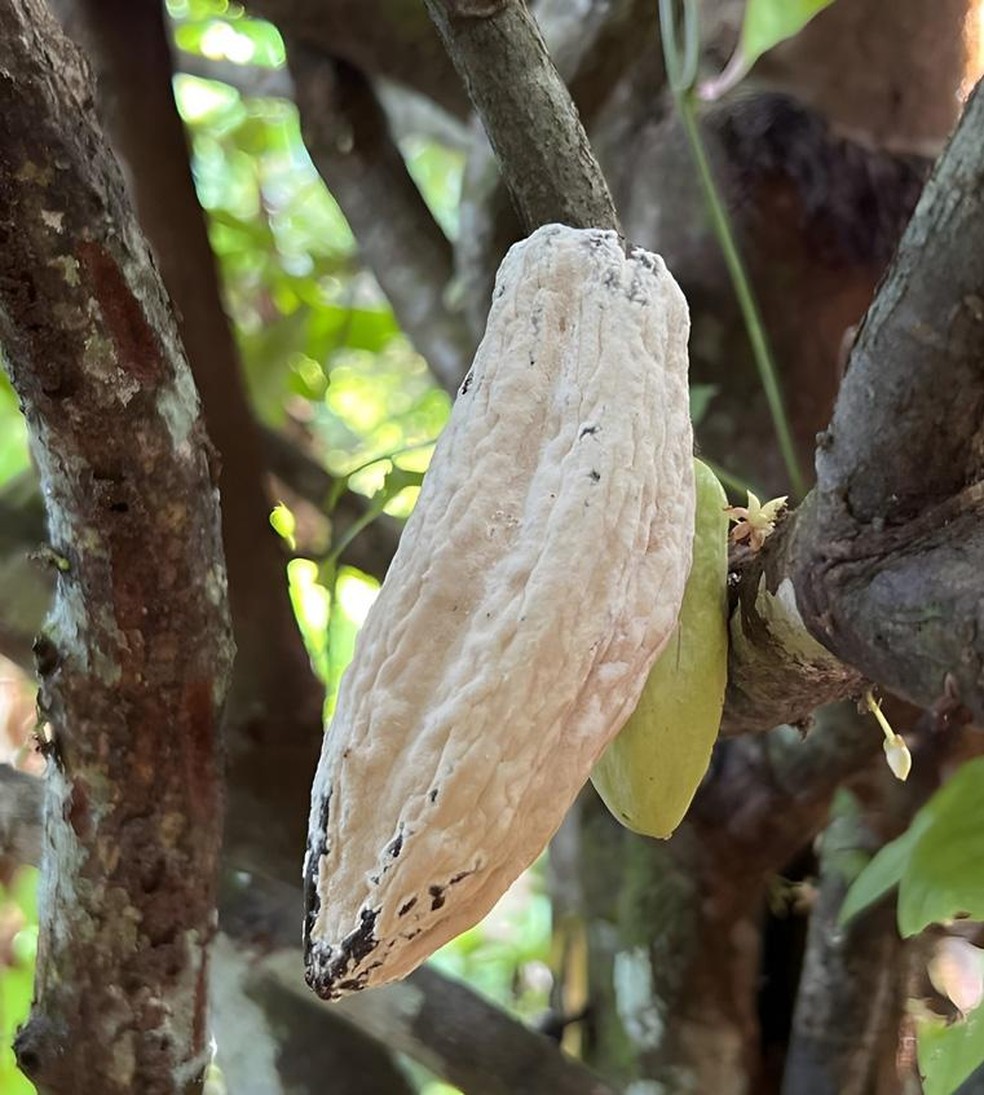 Cocoa affected by moniliasis, which is more aggressive than witches’ broom — Foto: Divulgação/Ministerio da Agricultura