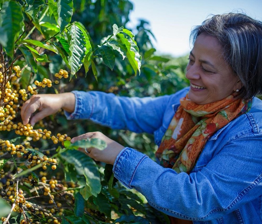 Brazil’s coffee harvest starts with strong yields, larger beans