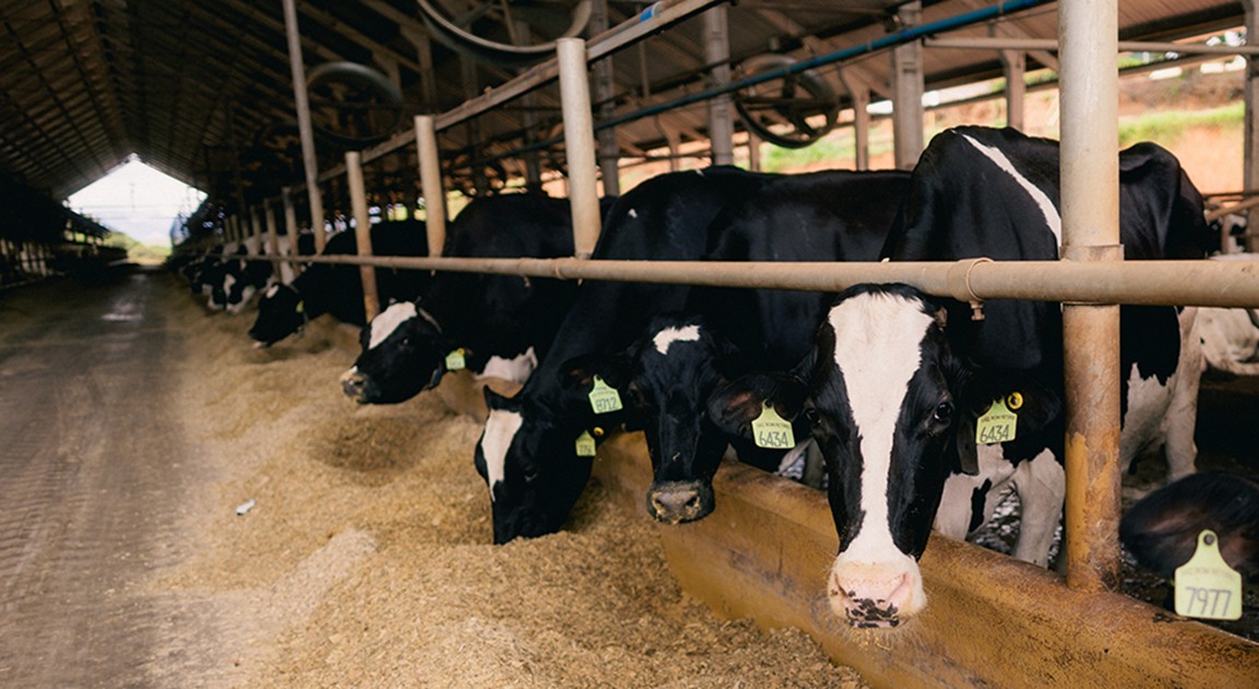 Brazilian dairies invest in easier digestion milk