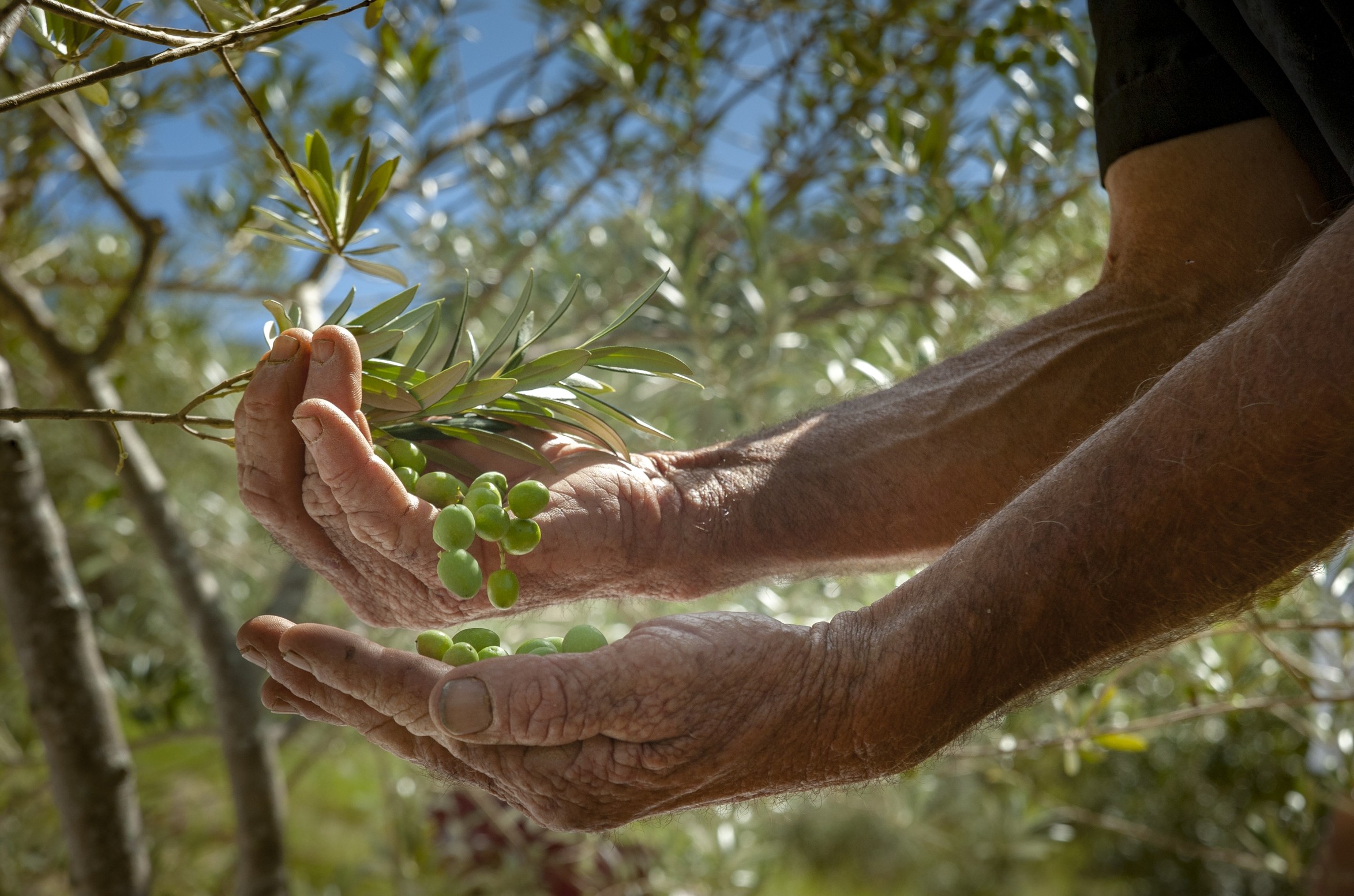 Olive oil producers push to secure space on supermarket shelves