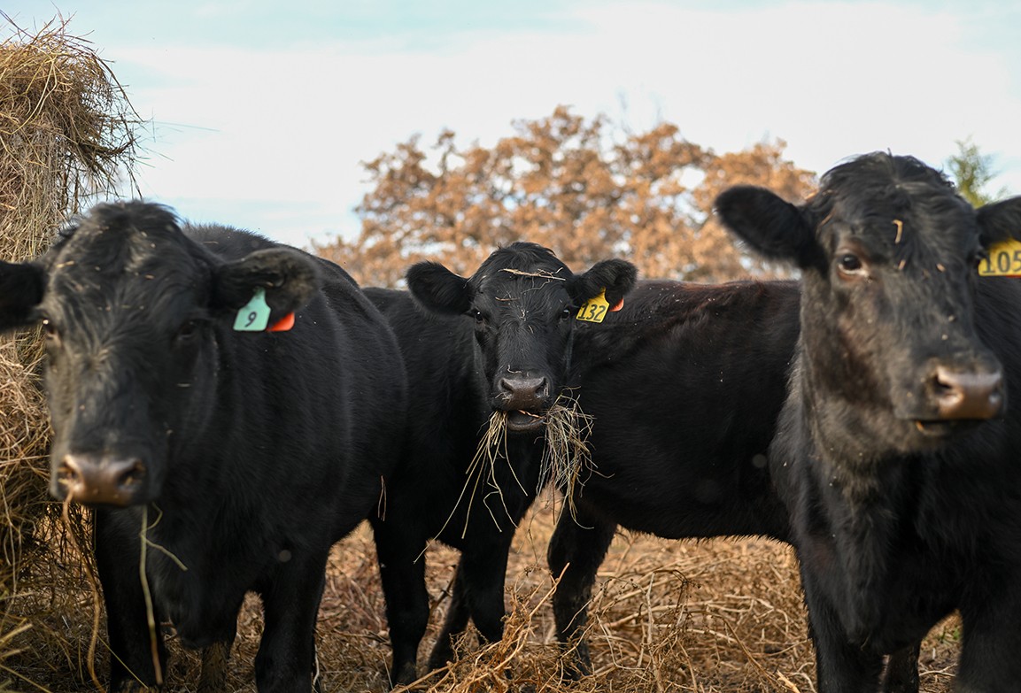 U.S. beef imports rise as cattle herd shrinks