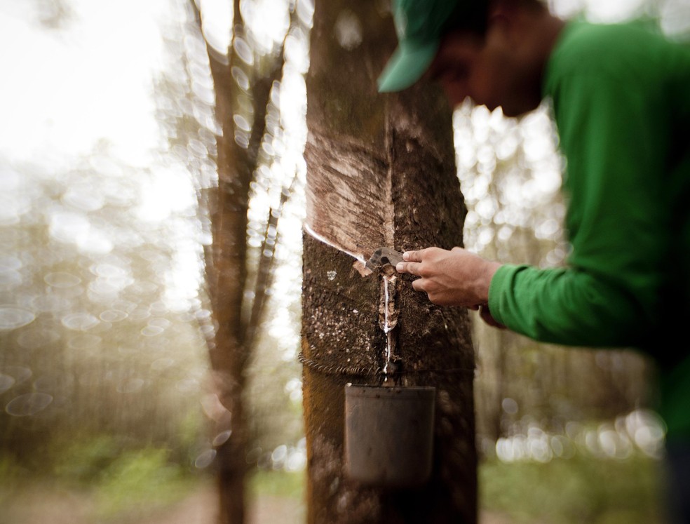 China offers insurance for natural rubber growers
