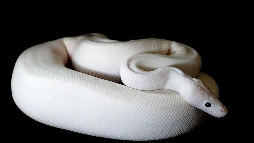 A notable case involved an American collector who illegally acquired a leucistic boa constrictor—a rare genetic variant characterized by white skin and black eyes—from a zoo in Niterói — Foto: Divulgação