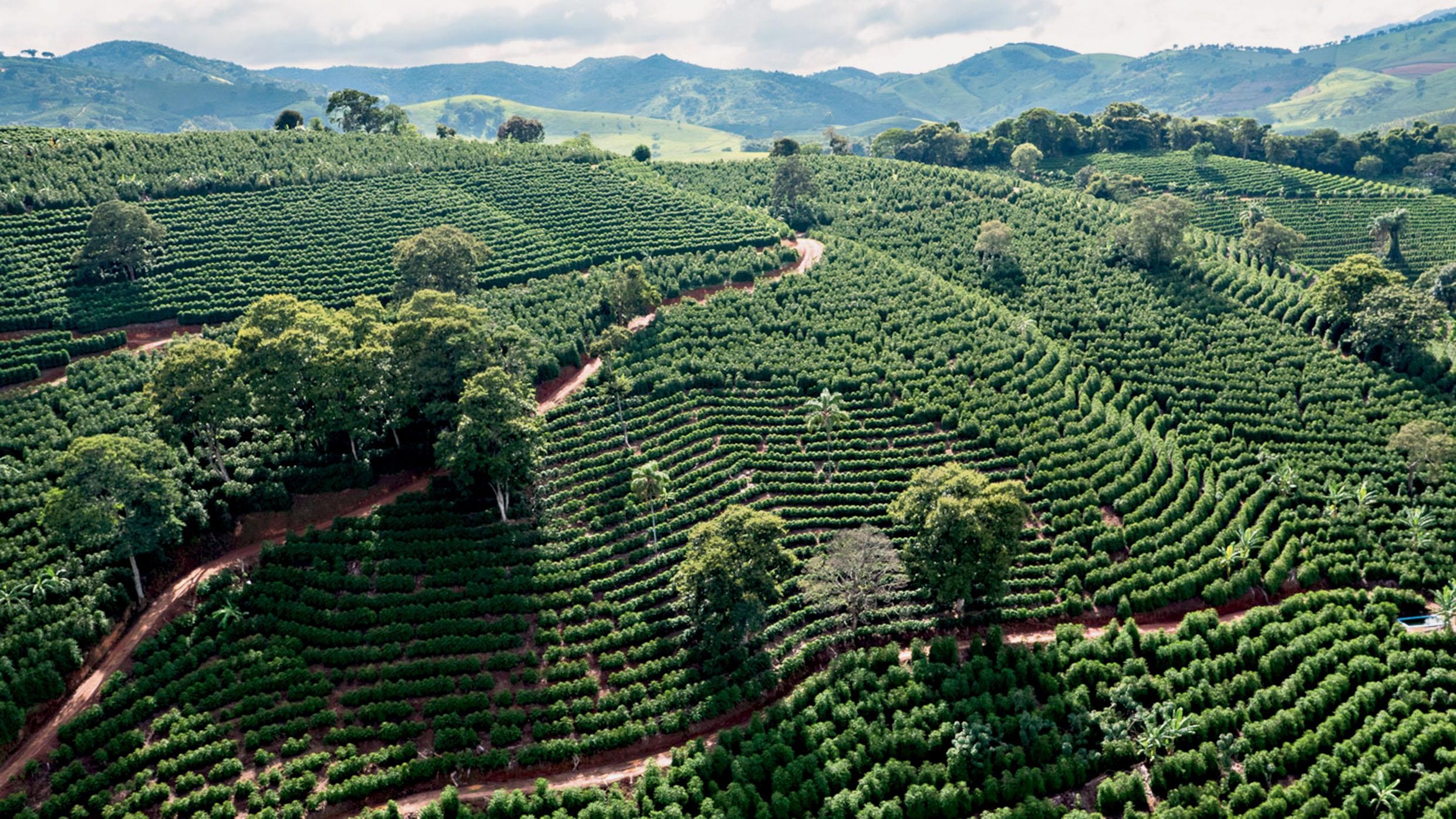 Delayed Brazilian harvest drives coffee prices higher