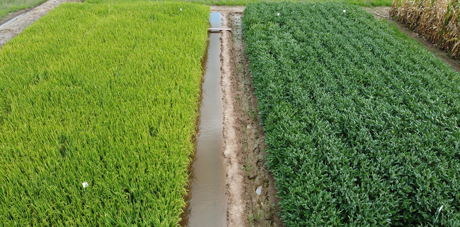 Soybean rotation halves emissions from rice farming