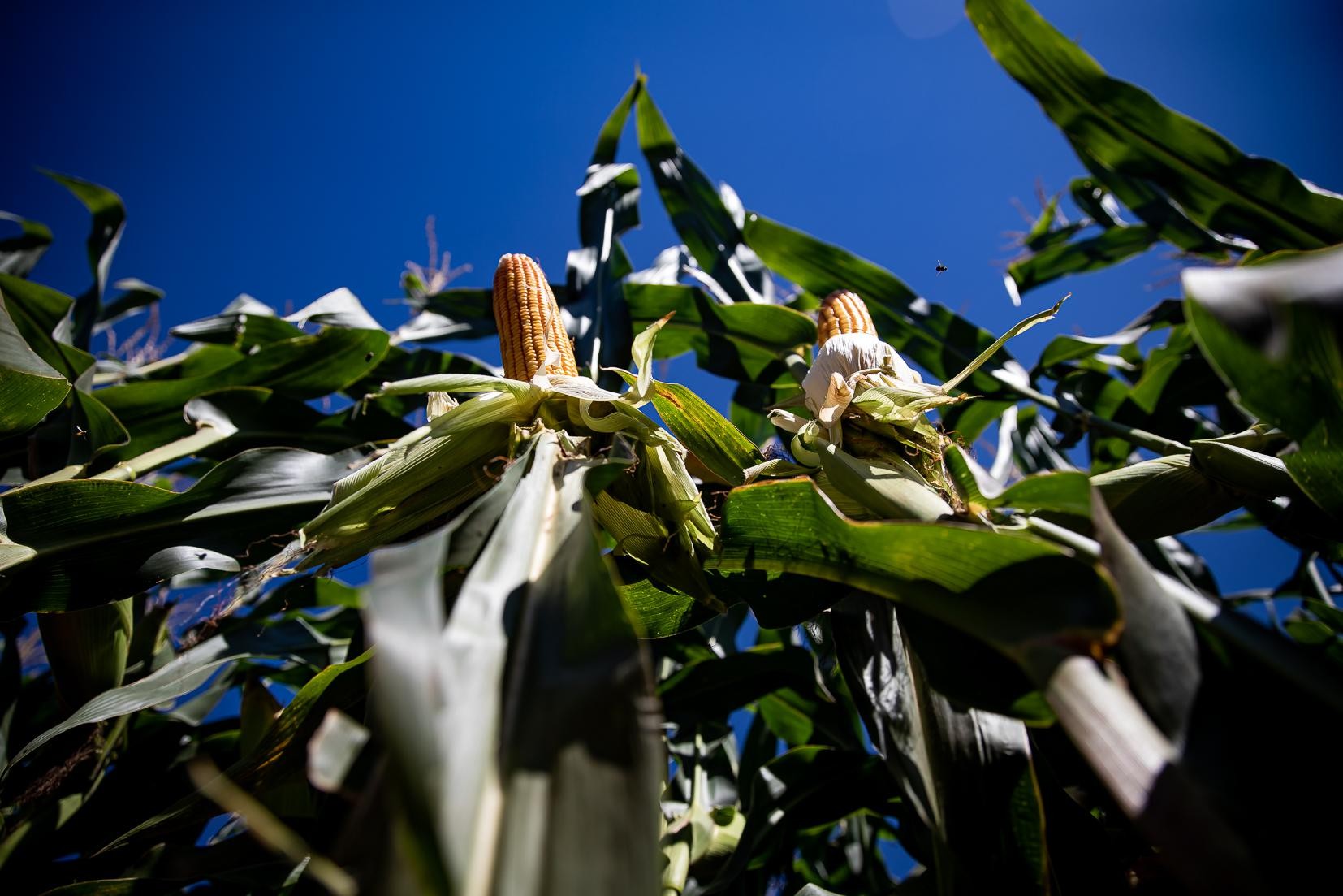 Corn prices extend gains on tighter planting window, firm demand