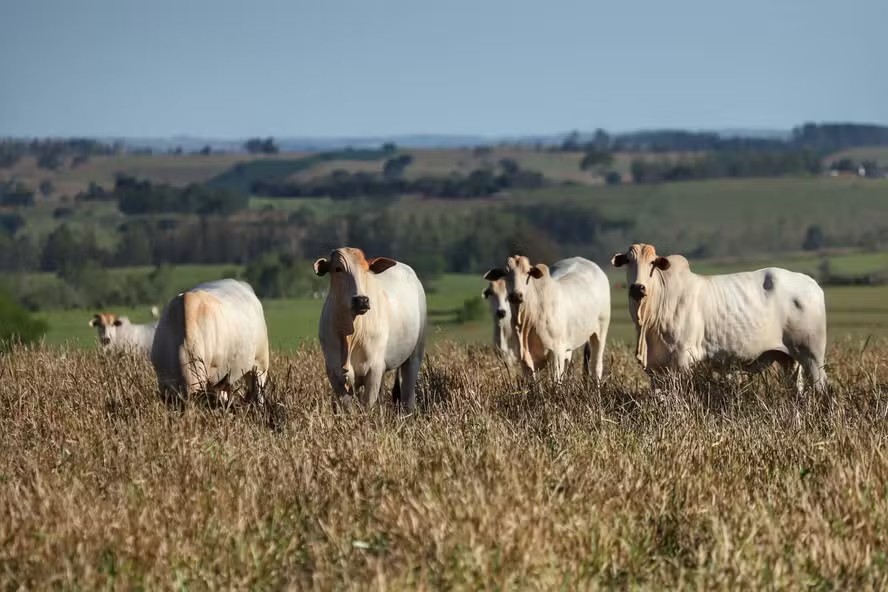 Pasture, soy, sugarcane dominate Brazil’s agricultural production area