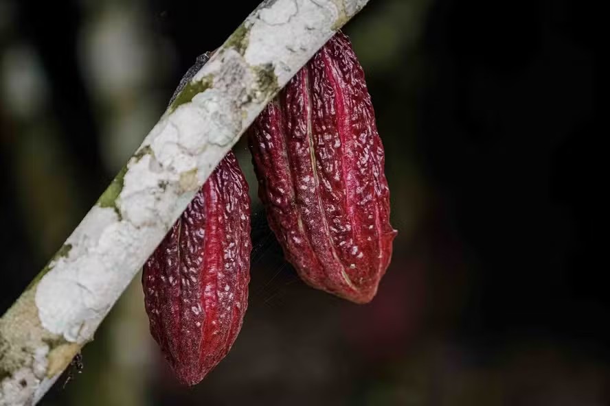 Bahia farmers demonstrate against rise in cocoa imports