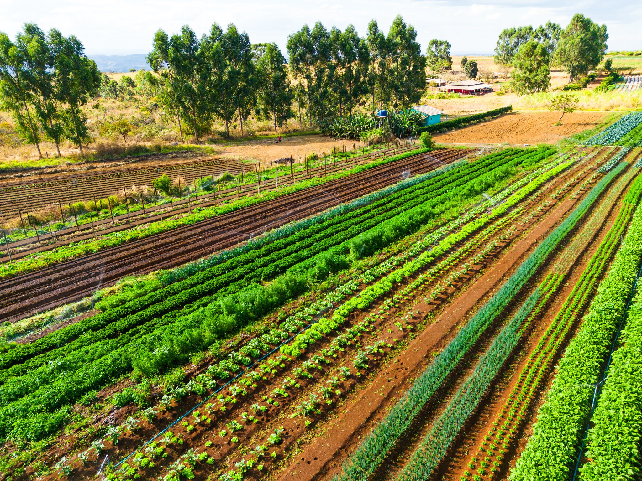 Agribusiness court protection filings jump 147% in Q3