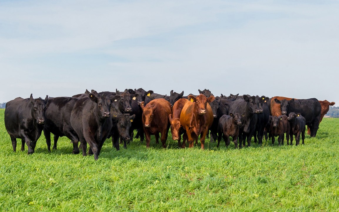 Japanese mission may clear way for Brazilian beef exports