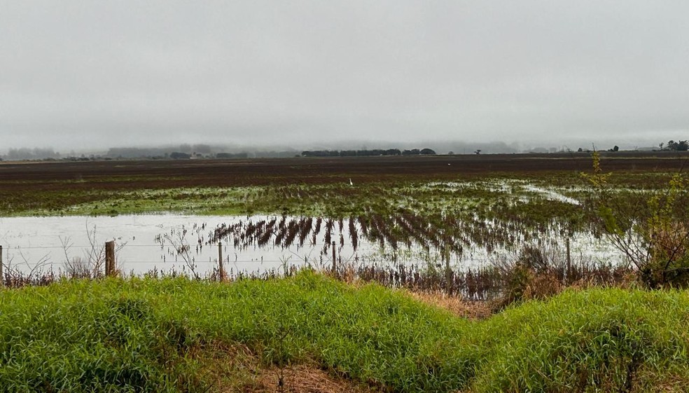 Soybean field in Viamão, one of the regions most affected by the floods in Rio Grande do Sul: with more rain forecasted, losses are expected to increase — Foto: Marcelo Beledeli/Valor