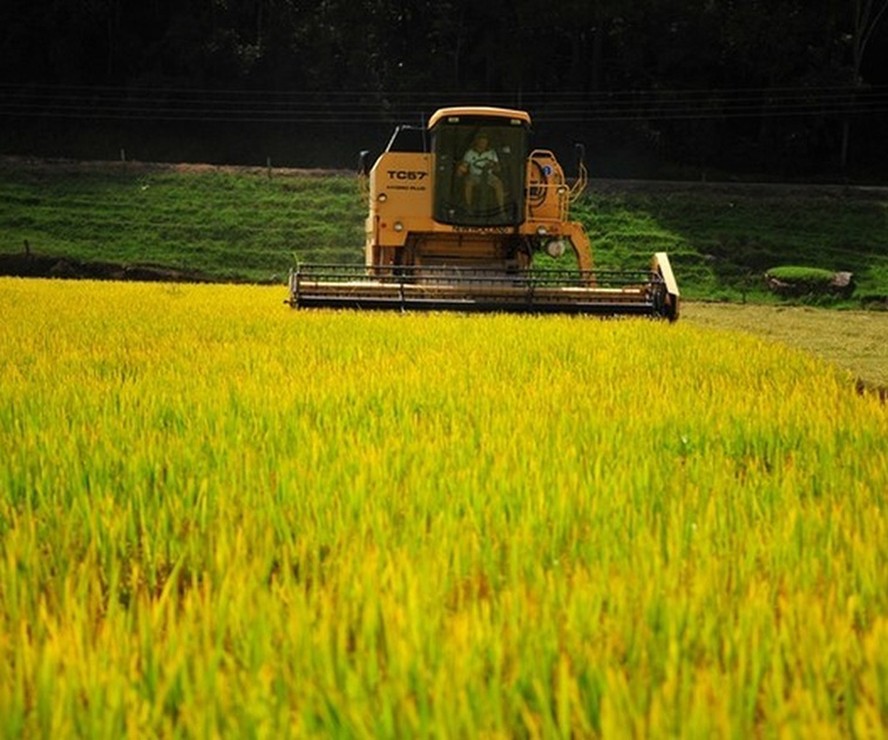Brazil forecasts new record grain crop, with more soy and less rice