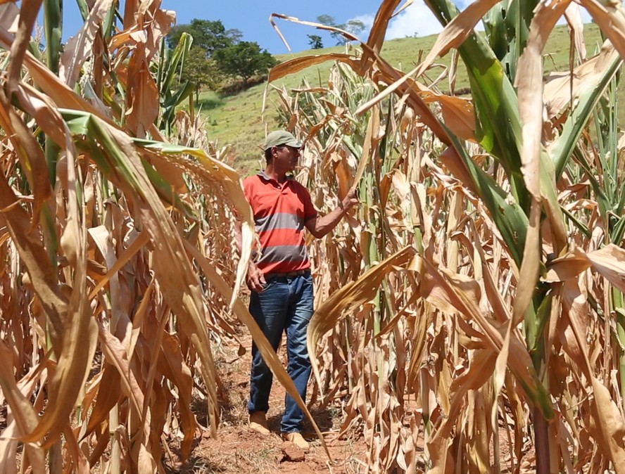 A wizened corn field during the last strong El Niño in 2015/16