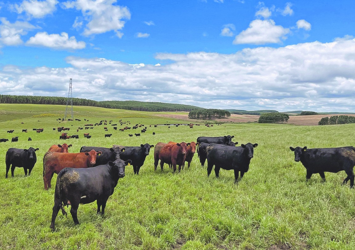 Old cow beef conquers ranchers and haute cuisine